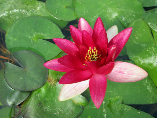 Seerose Nymphaea Joey Tomocik